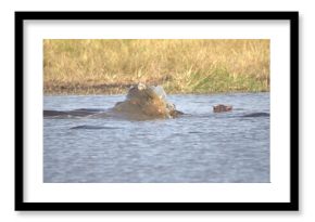 Hippopotamus in wild savanna , Animal of africa