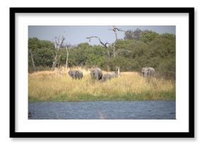 Hippopotamus in wild savanna , Animal of africa