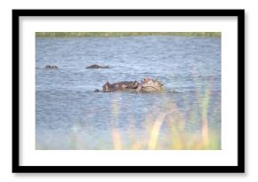 Hippopotamus in wild savanna , Animal of africa