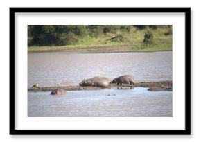 Hippopotamus in wild savanna , Animal of africa
