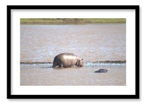 Hippopotamus in wild savanna , Animal of africa