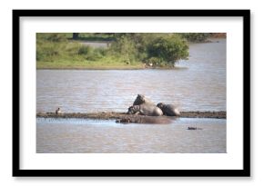 Hippopotamus in wild savanna , Animal of africa