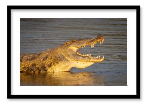 Close-up of Nile crocodile lying in shallows
