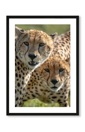 Cheetah in the serengeti