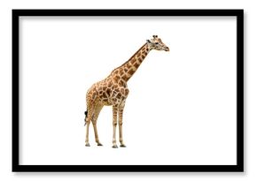 Isolated Giraffe