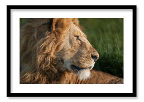 Africa, Tanzania, Serengeti National Park. Male lion profile.