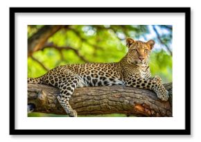 A majestic leopard reclines comfortably in a shady tree branch within Tarangire National Park's lush forest surroundings, resting animal, africa wildlife