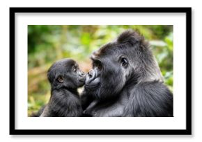 Baby Gorilla Kissing Silverback in Bwindi Impenetrable National Park, Uganda Tender Moment Amidst the Lush Green Forest at Dusk