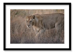 lioness in africa 