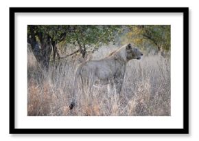lioness in africa 
