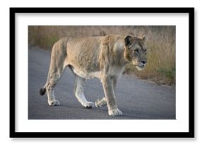 lioness in africa 