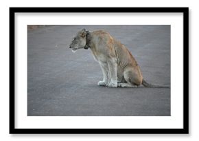 lioness in africa 