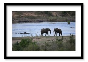 elephants in africa 
