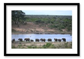elephants in africa 