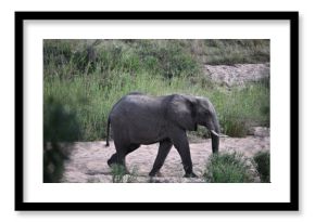 elephants in africa 