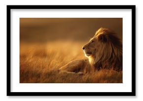 The majestic lion resting peacefully in golden savanna grass at sunset.