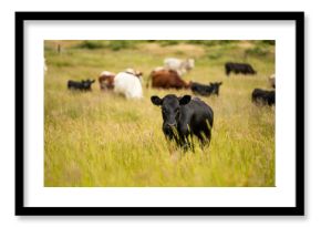 beautiful cattle in Australia  eating grass, grazing on pasture. Herd of cows free range beef being regenerative raised on an agricultural farm. Sustainable farming