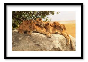 Serengeti lion cubs