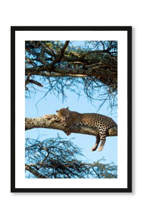 Leopard resting on a branch, Serengeti, Tanzania