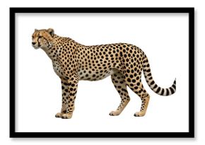 Isolated Cheetah