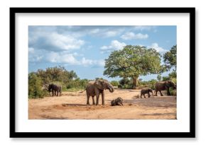 African bush elephant group with calf walking in dry riverbed in Kruger National park, South Africa   Specie Loxodonta africana family of Elephantidae