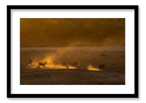 Zebra kicking up sand creating golden cloud in the evening sun on the Shingwedzi River bed, Kruger National Park