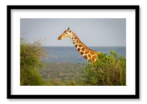 A reticulated giraffe standing amidst lush green bushes against a distant landscape. Laikipia, Kenya