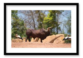 Watusi cattle in africa