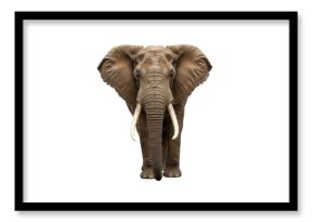 Isolated African Elephant Facing Forward