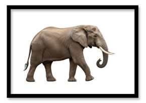 Isolated African Elephant Walking
