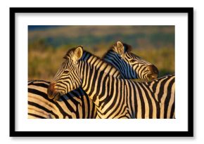 Plains zebra (Equus quagga) in the veld near Gqeberha, Eastern Cape, South Africa. Known for distinctive black-and-white stripes, they thrive in grasslands and savannahs across southern Africa.