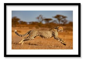 Cheetah sprinting across dry savanna grass running