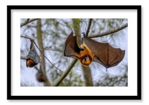 A Mauritian fruit bat or flying fox