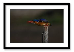 Malachite kingfisher leans forward on wooden post
