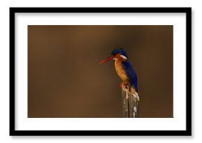 Malachite kingfisher looks down from split pole