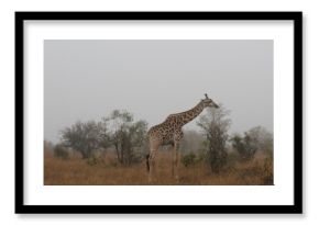 giraffe in africa