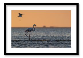 Greater flamingo (Phoenicopterus roseus) walking through water as a tern flies overhead, Walvis Bay (Namibia) lagoon at dusk
