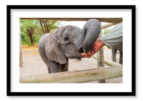 Closeup photograph of a cute baby elephant being fed at an animal sanctuary, Maun, Botswana