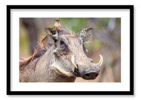 Warthog with bird