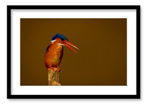 Malachite kingfisher on bamboo pole opening beak