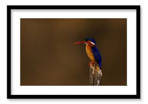 Malachite kingfisher on bamboo post with catchlight