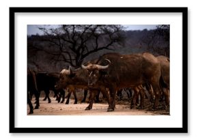 Wild life Safari in the Kruger National Park