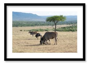 Wildebeest grazing under acacia tree on savanna plains