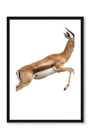 Thomsons gazelle jumping isolated on transparent background, portrait of a graceful and nimble african antelope