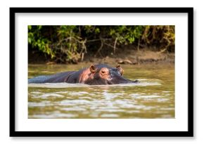 Hippopotamus in river