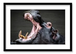 Hippopotamus yawning showing its massive teeth and tusks in the water.