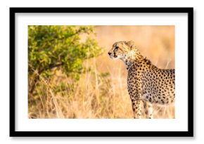 Cheetah in African Savanna at Sunset
