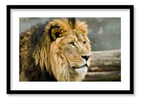 Majestic Lion Portrait, Zoo Enclosure