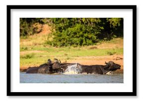 African buffaloes wading in a river