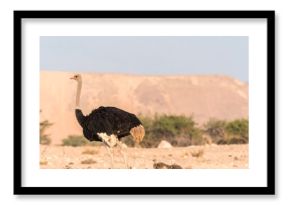 Ostrich and chicks in desert
